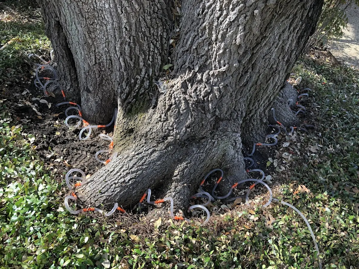 Detailed Tree Cabling and Bracing job site in Brewster