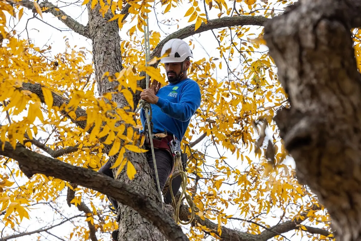 Skilled Tree Trimming crew working in Brewster